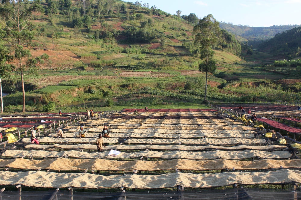 Burundi Gakenke Washed