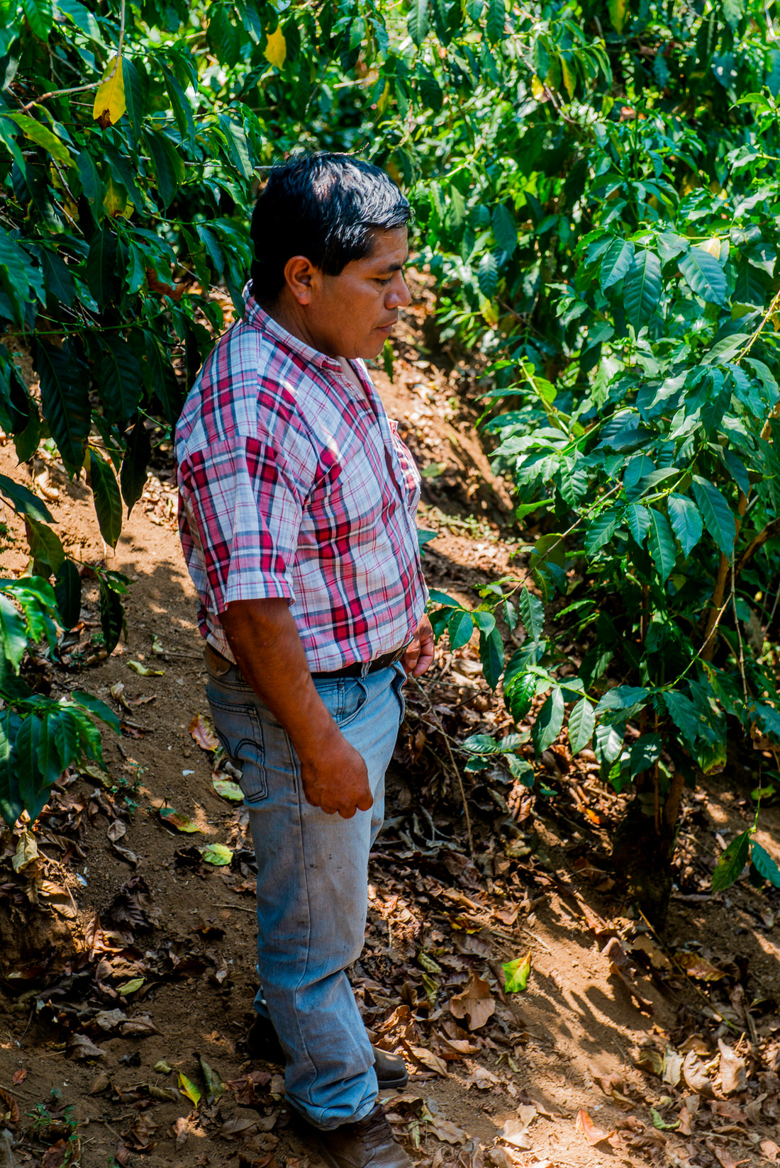 Guatemala Colmenita Washed