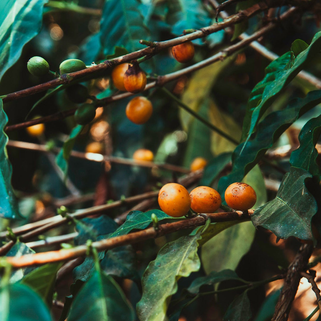 Guatemala Colmenita Washed