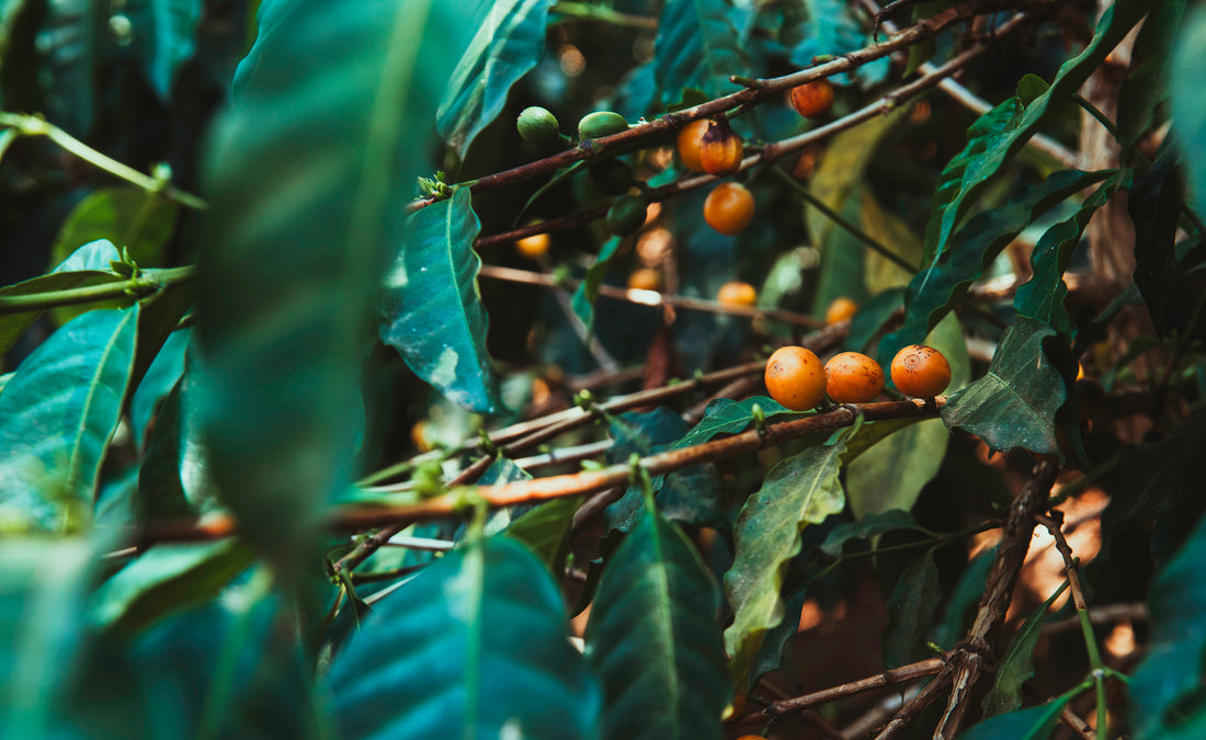 Guatemala Colmenita Washed